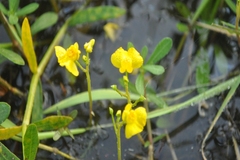 Utricularia stellaris